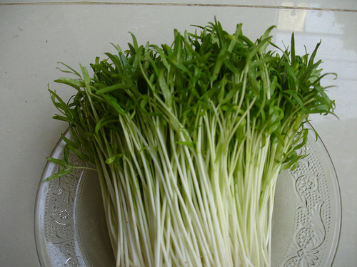 Từ khi hạt lên mầm, mỗi ngày thay nước cho rau 1-2 lần. Sau 8-10 ngày là thu hoạch được rau muống. Trung bình năng suất 200-250g rau /40g hạt.