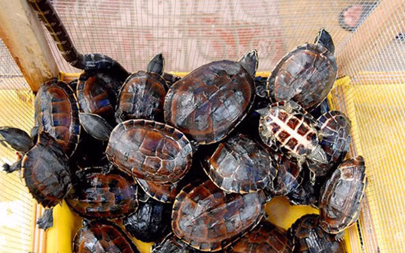 Vào mùa lũ, những khu chợ bán rùa, ốc của miền Tây càng thêm tấp nập. Các loại rùa quý hiếm mua tại chợ 280.000 - 350.000 đồng/kg,