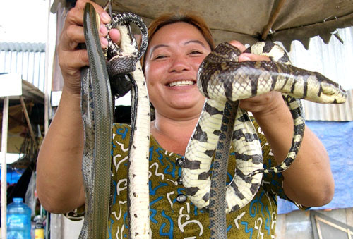Các vùng Tịnh Biên, Tân Châu, An Phú (An Giang) nổi tiếng bán hàng trăm kg rắn mỗi ngày. Giá rắn miền Tây sông nước từ 50.000 – 100.000 đồng/kg, mang lại nguồn lợi nhuận cực lớn.