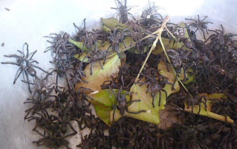 Đi chợ miền Tây không ít người ớn lạnh khi lạc vào khu chợ nhện hùm Tịnh Biên (An Giang). Những con nhện độc (hay gọi là nhện hùm, nhện đen) có giá khoảng 30 nghìn/con.