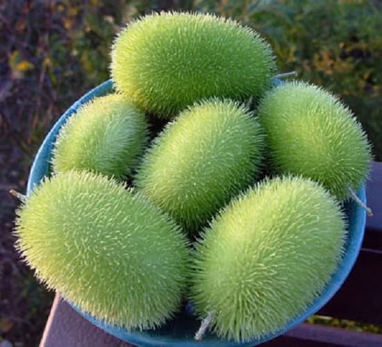 Hình ảnh thu hoạch dưa chuột lông vàng.