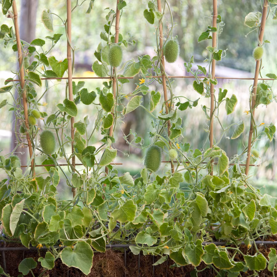 Giàn dưa chuột sai trĩu quả bắt mắt trong vườn nhà.