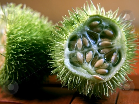 Tại Việt Nam, hạt giống dưa chuột lông vàng được nhiều cửa hàng hạt giống online rao bán với giá 28.000 - 30.000 đồng/gói.