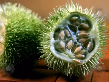 Tại Việt Nam, hạt giống dưa chuột lông vàng được nhiều cửa hàng hạt giống online rao bán với giá 28.000 - 30.000 đồng/gói.