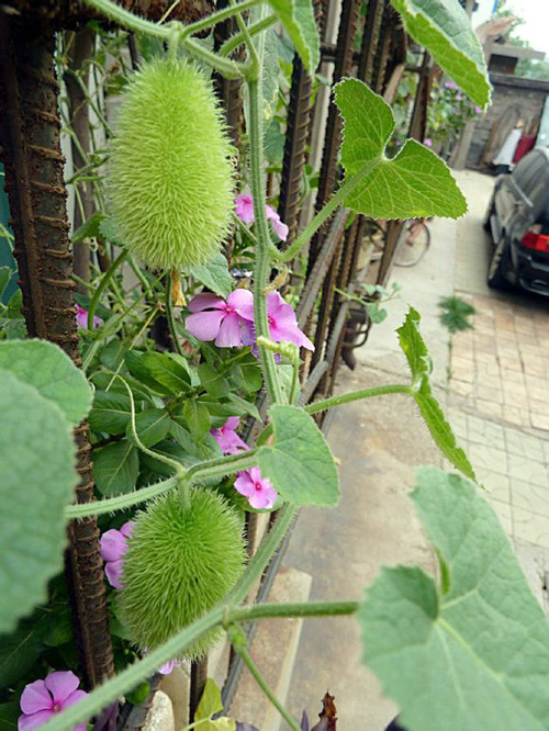 Tuy nhiên, giống dưa chuột leo lông vàng thường trồng làm cảnh ở cổng, trong sân vườn nhiều hơn là lấy quả. Chúng có lá, hoa khá giống các loại dưa chuột thường thấy.