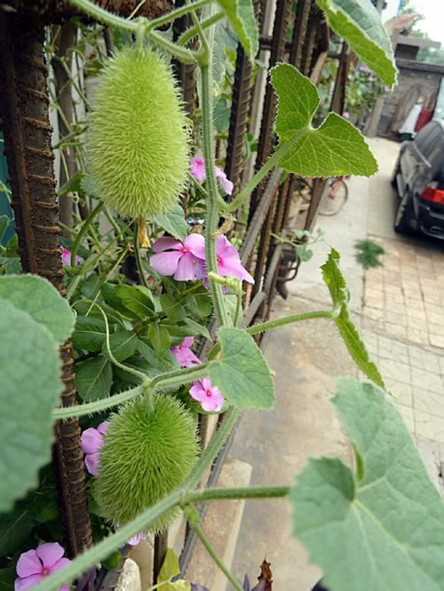 Tuy nhiên, giống dưa chuột leo lông vàng thường trồng làm cảnh ở cổng, trong sân vườn nhiều hơn là lấy quả. Chúng có lá, hoa khá giống các loại dưa chuột thường thấy.