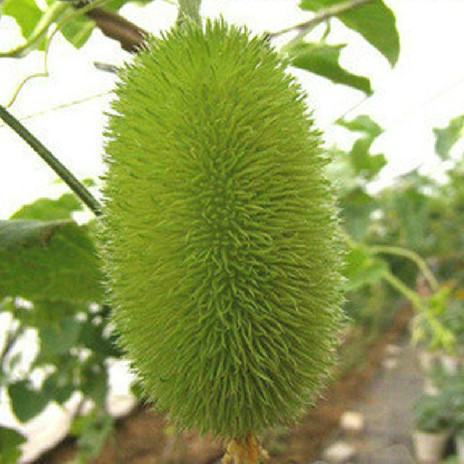 Hạt giống dưa chuột ở độ sâu khoảng 1 cm trong chậu dễ ​​thoát nước, trồng đất mùn là tốt nhất, nhiệt độ duy trì ở mức 20C. Trung bình sẽ mất 7-10 ngày để hạt nảy mầm.