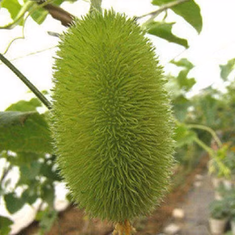 Hạt giống dưa chuột ở độ sâu khoảng 1 cm trong chậu dễ ​​thoát nước, trồng đất mùn là tốt nhất, nhiệt độ duy trì ở mức 20C. Trung bình sẽ mất 7-10 ngày để hạt nảy mầm.