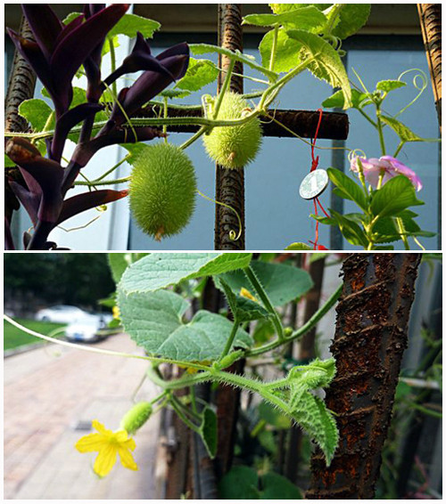 Ở một số quốc gia, quả dưa chuột lông vàng được chọn để trang trí nhà cửa vào mùa thu.