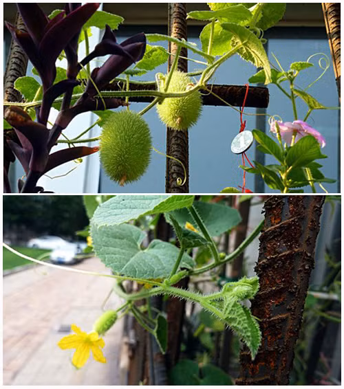 Ở một số quốc gia, quả dưa chuột lông vàng được chọn để trang trí nhà cửa vào mùa thu.