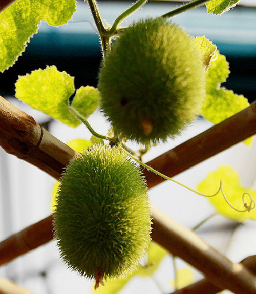 Theo những người bán hạt giống, thời điểm thích hợp để gieo giống dưa chuột cảnh này từ đầu tháng Ba đến tháng tư. Ban đầu, hạt sẽ được ươm trong nhà, nơi có ít sáng, sau đó mới được chuyển ra ngoài trời.