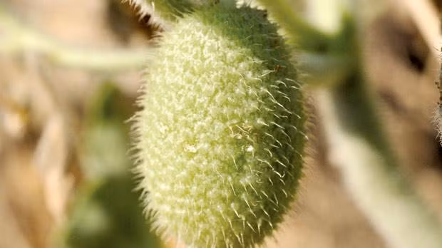 Sau khoảng 50 - 70 ngày, cây sẽ cho trái khá lạ mắt trong sân vườn. Loại dưa này thường đậu nhiều trái, thân mềm nên cần làm giàn leo.