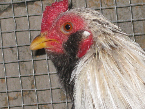 Gà Tân Châu có vóc dáng gần giống gà rừng nhưng nhỏ con, thấp. Trọng lượng tối đa 800 - 900 gam với con trống, 700 - 800 gam cho con mái. Gà chọn làm cảnh thường là con trống bởi hình dáng oai vệ. Màu khét là sắc đặc trưng của gà Tân Châu.