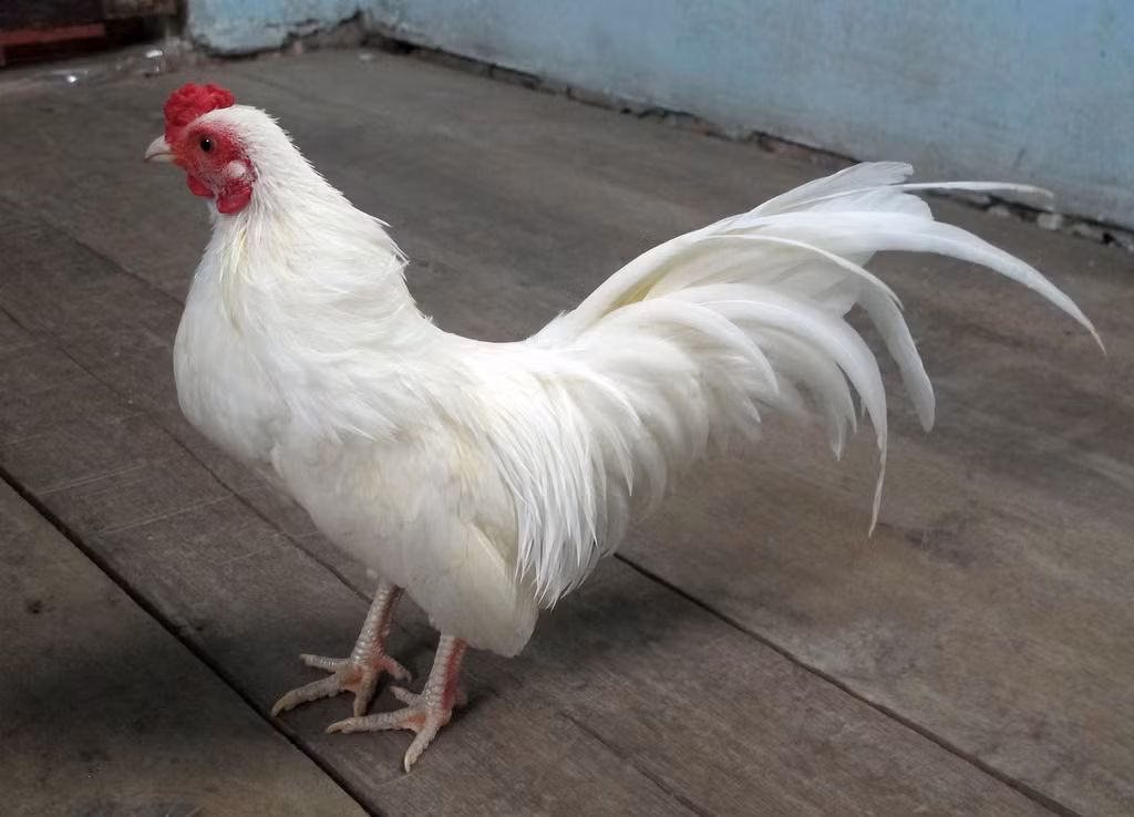 Trước đây gà tre được nuôi nhiều ở vùng An Giang, nay đã trở thành thú chơi nhiều nơi trên cả nước như TP Hồ Chí Minh, Hà Nội.