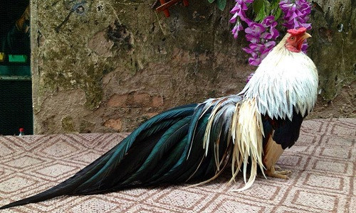 Là loại gà kiểng đẹp, gà tre Tân Châu luôn được giới mê chơi gà kiểng, đại gia Việt ưa thích hơn cả. Những con gà tre Tân Châu có được bộ mã đẹp có giá đắt đỏ, chúng vốn được lai tạo từ một đôi trống - mái thể hình đẹp.