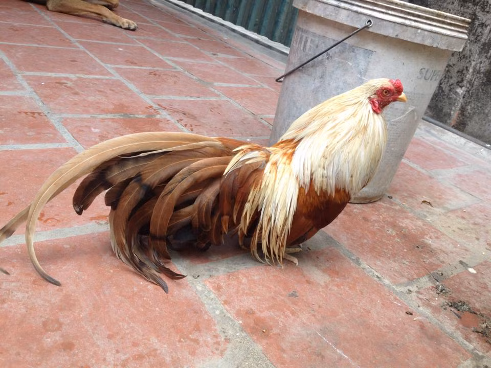 Tuy nhiên cũng có ý kiến cho rằng loài gà này vốn được thuần dưỡng, nuôi kiểng ở vùng Tân Châu - vùng đất phát triển hưng thịnh vào loại sớm nhất của Nam Bộ.