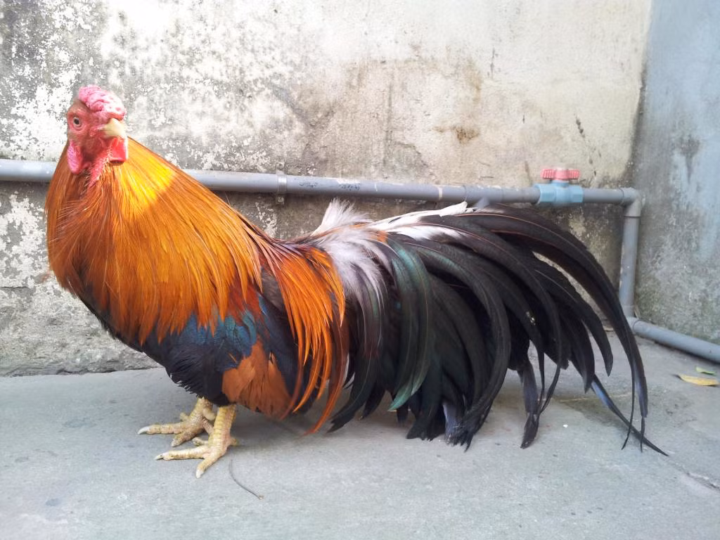 Việc lai tạo được giống gà đẹp, gen quý cần nhiều sự kỳ công, tỉ mỉ, do đó, gà tre Tân Châu có mức giá đắt đỏ.