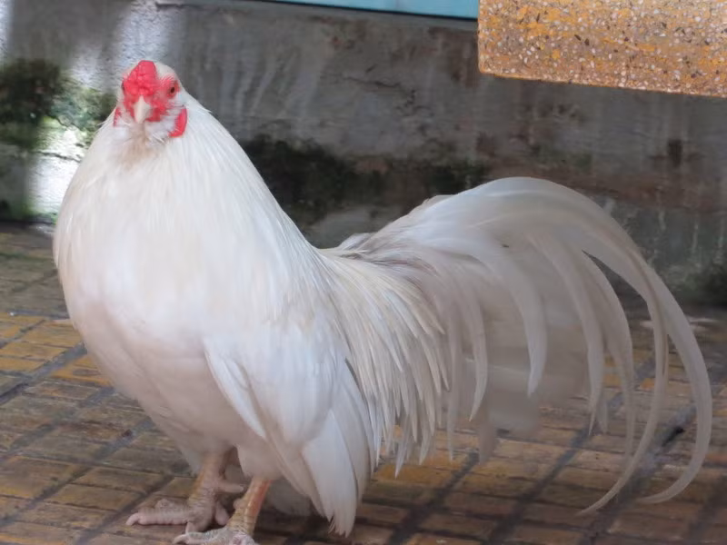 Việc nhân giống, ấp trứng, bán các cặp trống mái gà Tân Châu giúp không ít người kiếm bộn tiền.