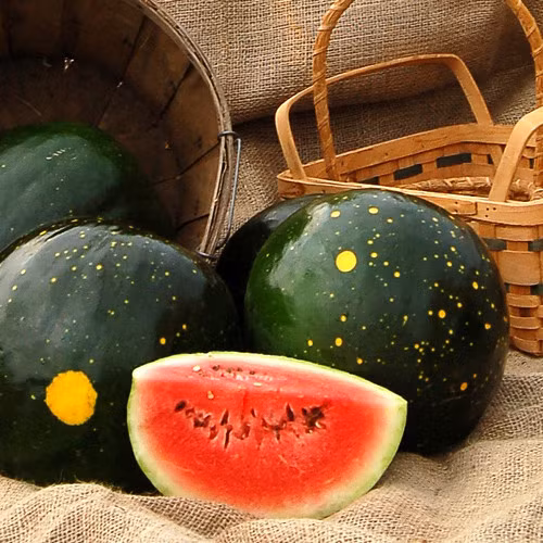 Dưa hấu trăng sao độc lạ khiến bà nội trợ phát “sốt“ - Hình 12 Dua hau trang sao doc la khien ba noi tro phat “sot“-Hinh-12