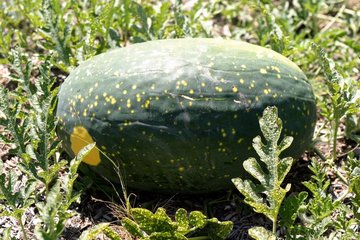 Dua hau trang sao doc la khien ba noi tro phat “sot“-Hinh-2