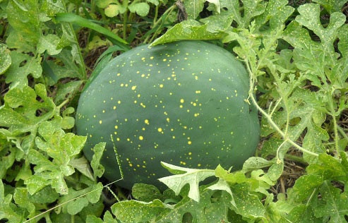 Dưa hấu trăng sao độc lạ khiến bà nội trợ phát “sốt“ - Hình 8 Dua hau trang sao doc la khien ba noi tro phat “sot“-Hinh-8