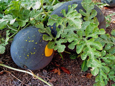 Dưa hấu trăng sao độc lạ khiến bà nội trợ phát “sốt“ - Hình 5 Dua hau trang sao doc la khien ba noi tro phat “sot“-Hinh-5