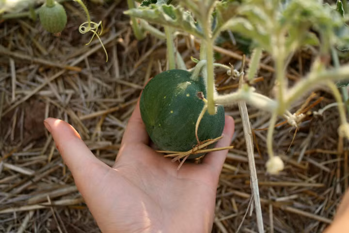 Dưa hấu trăng sao độc lạ khiến bà nội trợ phát “sốt“ - Hình 11 Dua hau trang sao doc la khien ba noi tro phat “sot“-Hinh-11