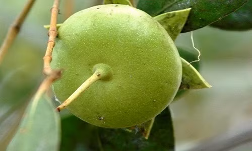 Trái bần xuất hiện nhiều ở vùng đồng bằng Sông Cửu Long. Trái có vị chua, hình dáng to tròn, hơi dẹt như cái dĩa nên người miền Tây gọi là bần dĩa. Ngoài bần dĩa, còn có loại cỡ chỉ như trái ổi, gọi là bần ổi. Đây là loại hoa quả xuất khẩu có giá trị kinh tế.