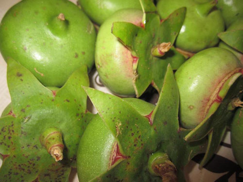 Trái bần tươi nấu lẩu, canh chua. Mứt bần, bột bần để ăn và làm gia vị nhanh chóng hút khách. Từ đặc sản hoang, chúng đã trở thành nguồn thu cứu cánh cho không ít lao động miền Tây.