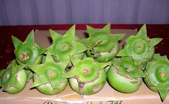 Trước đây, cây bần mọc hoang, người dân lấy trái nấu các món ăn dân dã hàng ngày. Lâu dần, thấy trái có giá trị kinh tế, không ít người đã dốc cả gia tài đầu tư trồng và xuất khẩu các sản phẩm chế biến từ trái bần sang nhiều nước Canada, Đức, Úc...