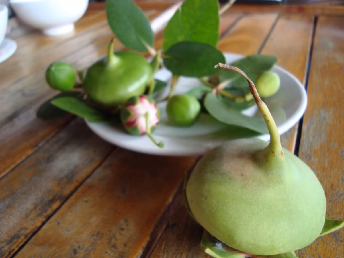 Trong số những người thành công với trái bần miền Tây, bà Võ Thị Cúc, SN 1952 (ở xã Long Trị, Long Đức, TP Trà Vinh) là thành công hơn cả. Năm 2014, cơ sở sản xuất của bà cung cấp cho thị trường khoảng 6.000 hủ mứt, bột bần, tạo việc làm cho hơn 30 lao động, giúp họ có thu nhập ổn định từ 100.000-150.000 đồng/ngày.