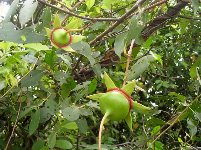 Nhờ những công dụng đặc biệt trong ẩm thực và nhiều lĩnh vực khác, bần đã trở thành loại trái đặc sản mang đậm dư vị miền Tây khó quên.