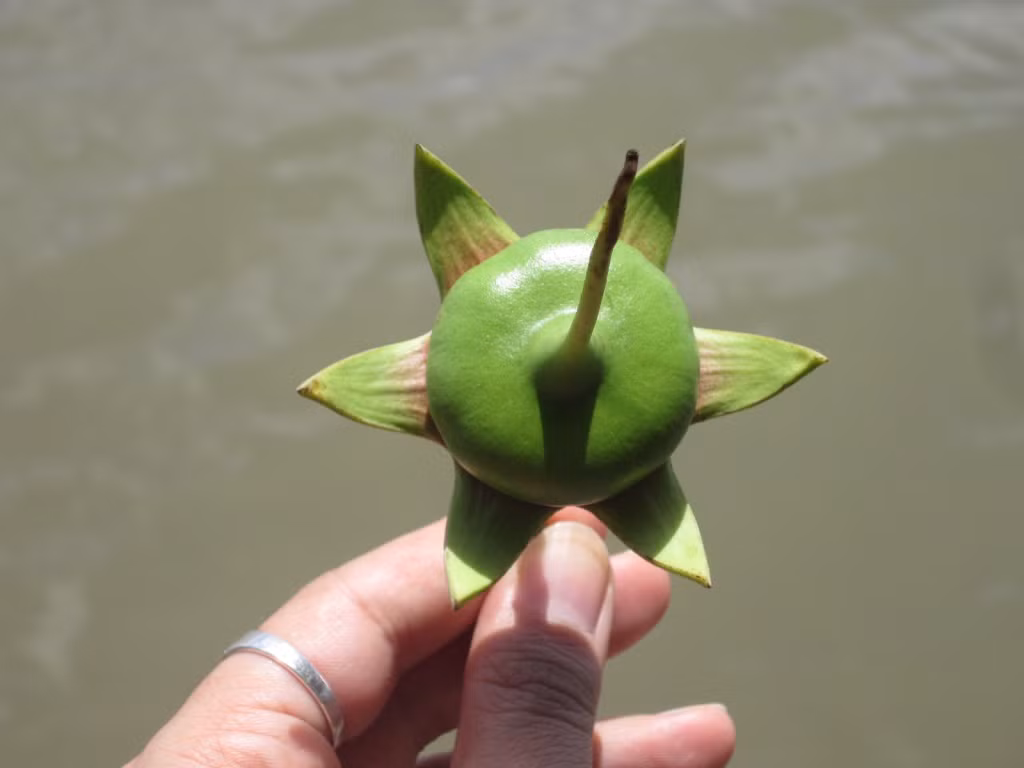 Hình ảnh trái bần nhỏ bé nhưng mang lại nguồn thu lớn.