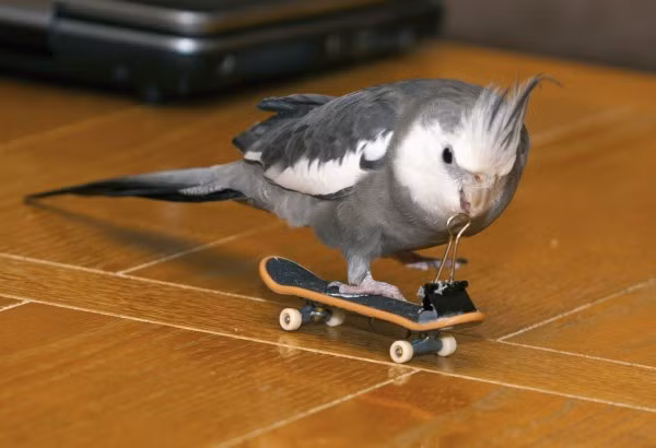 Những chú vẹt có cuộc sống sung túc khiến nhiều người phải ganh tỵ.