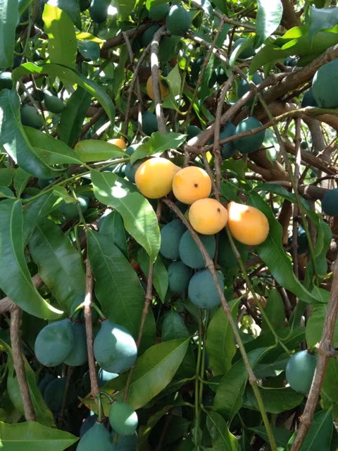 Những trái Achacha chuyển dần sang chín khi gần đến ngày thu hoạch.