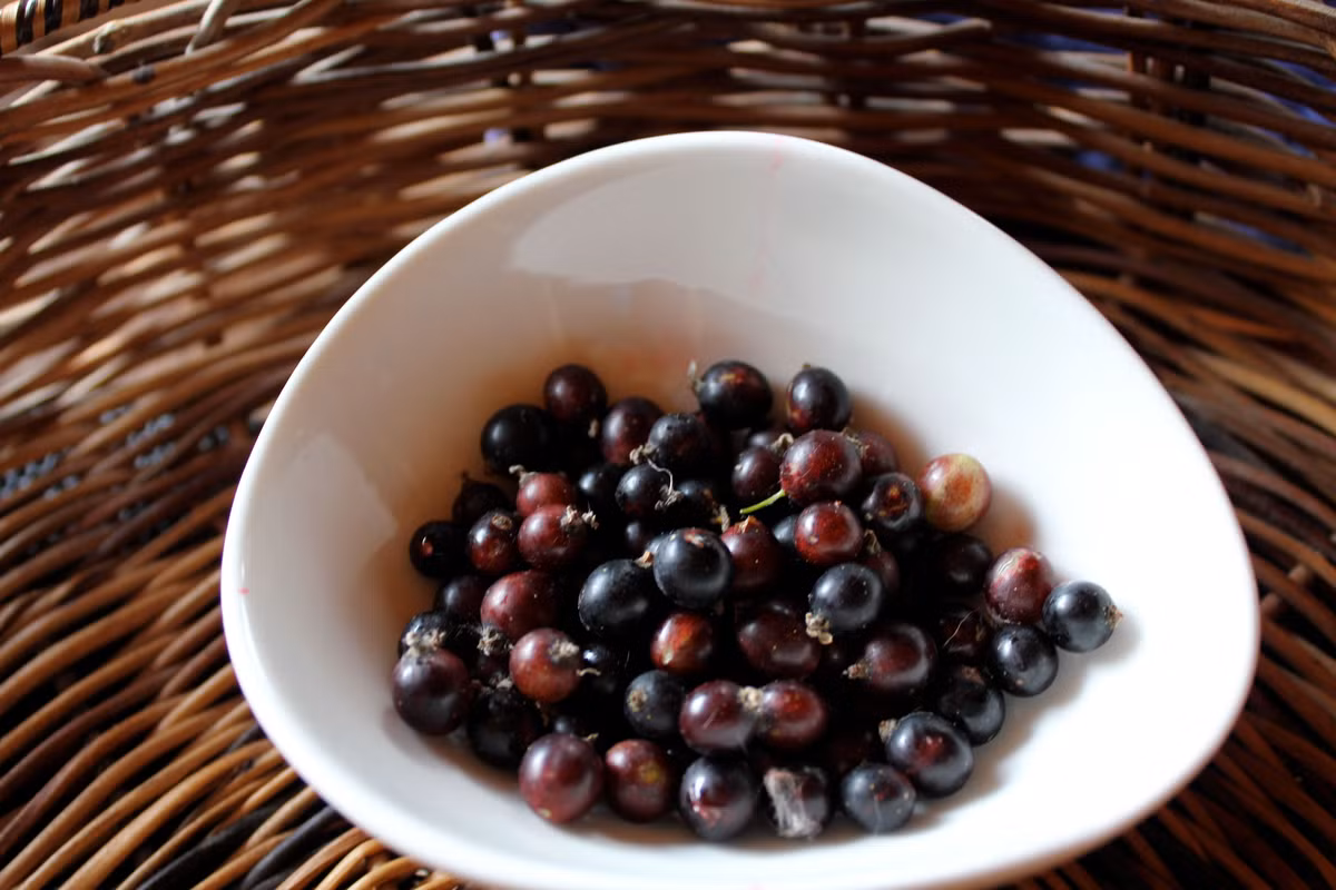 Quả dại trong suốt này có vị chua thanh mát. Trong đó, loại quả màu đen có hương vị chua rõ nét hơn so với loại màu trắng.