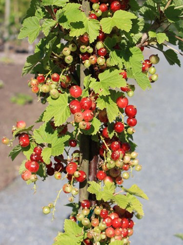 Một bụi cây có thể cho tới 3-4 kg quả chín mọng vào khoảng thời gian từ giữa đến cuối mùa hè.