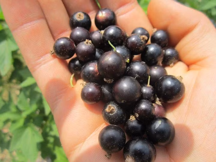 Ở nhiều nước, các gia đình trồng các bụi currant trong vườn. Các bụi cây thích ánh sáng mặt trời và có thể phát triển ở hầu hết các loại đất. Đất có độ pH 6,7 là lý tưởng.