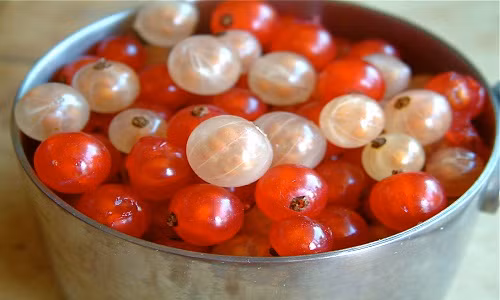 Theo thông tin trên báo chí, không ít khách hàng Hà Nội đang lùng nơi để đặt hàng giống nho trong suốt currant độc, lạ. Thậm chí, có khách chấp nhận mức giá 2 triệu đồng/kg nho, miễn là hàng về.