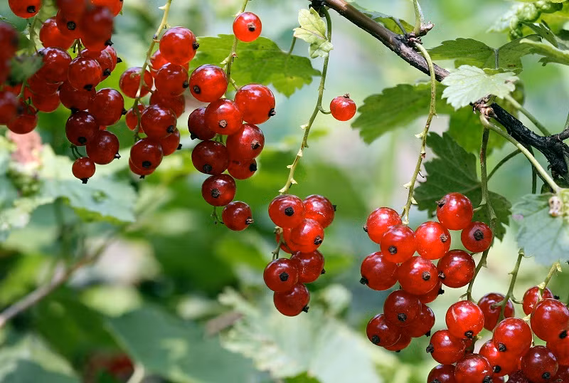 Những cây currant hay còn gọi cây lý chua thuộc họ dâu dại, dạng cây bụi, cao trung bình từ 1-1,5 m, có cây cao 2m. Hoa chúng có màu vàng-xanh.