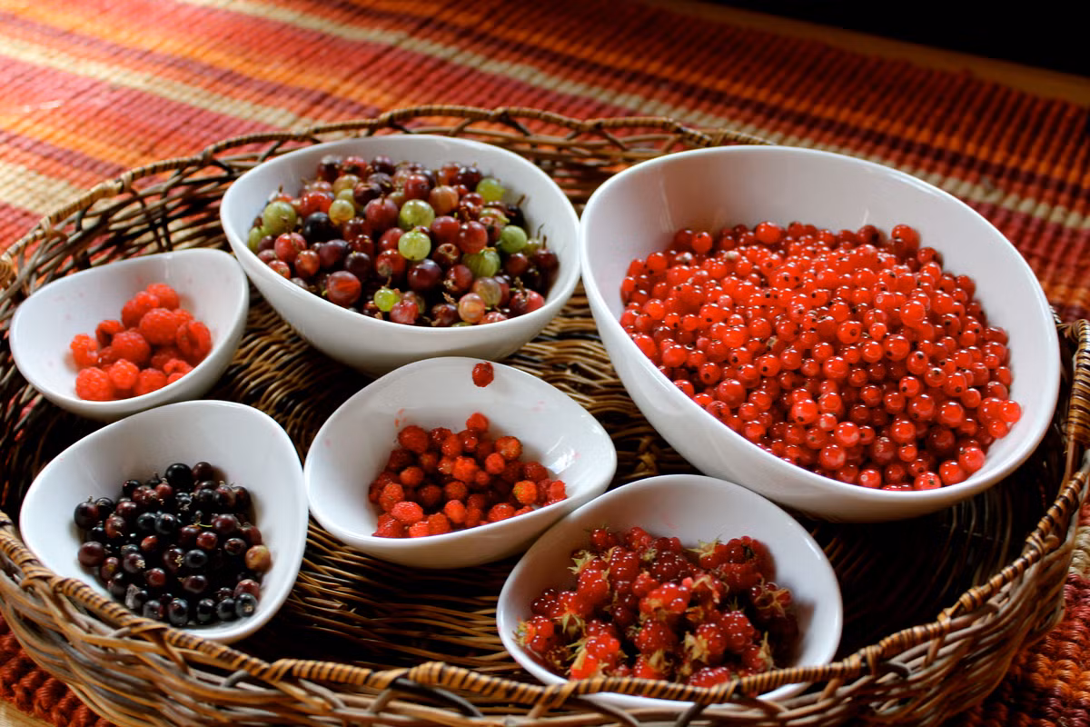 Tuy nhiên, qua tìm hiểu, thực chất loại quả độc, lạ này là giống quả dại. Chúng được gọi là quả currant, hay còn gọi là quả lý chua. Quả chín có màu đỏ tươi, đen hoặc màu trắng nhạt, đường kính khoảng 8-12 mm, với 3-10 quả trên mỗi chùm. Quả chín khá mọng nước và có thể nhìn thấy phần lõi bên trong.