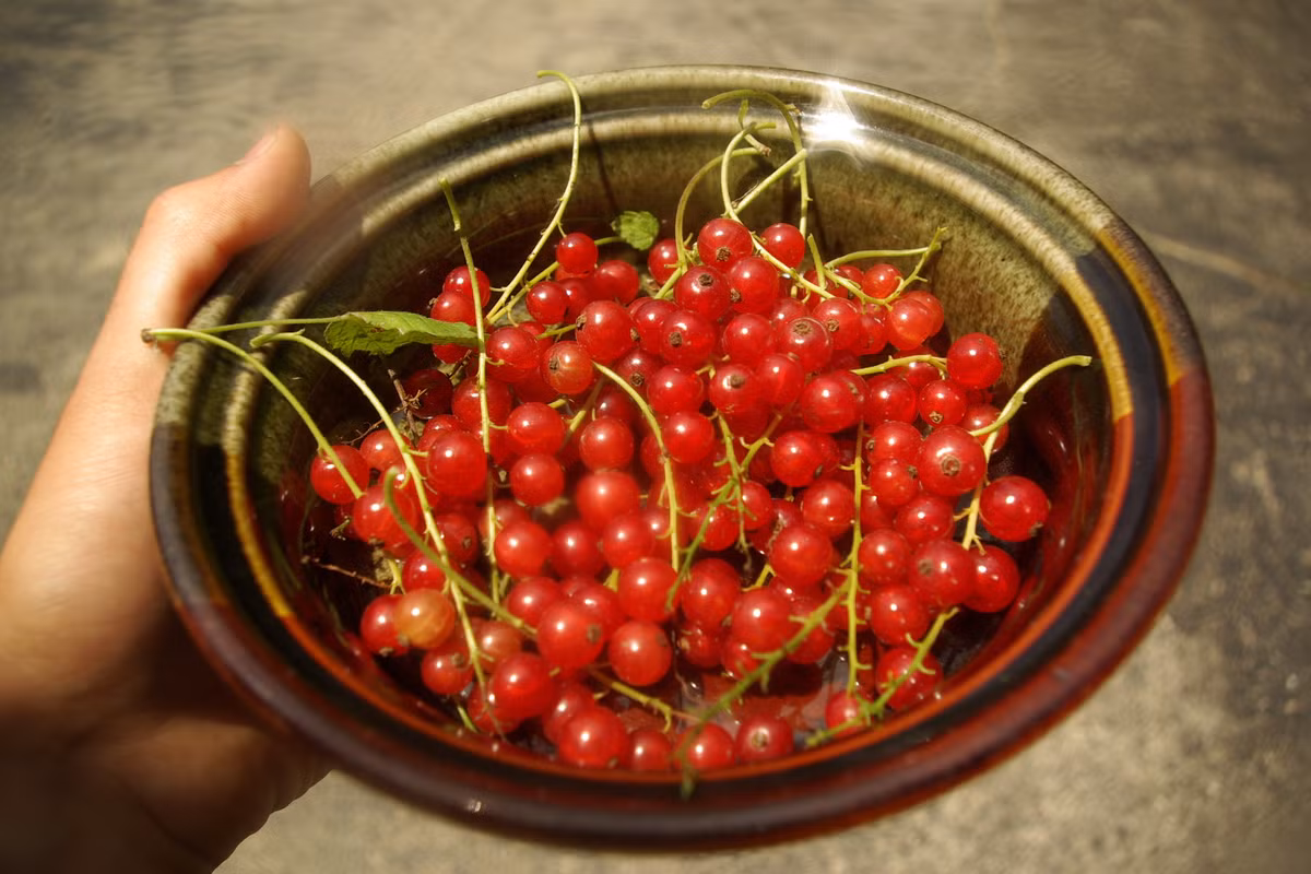 Ngoài sử dụng để ăn như trái cây thông thường, chúng thường dùng để trang trí bánh kem, làm nguyên liệu gia vị cho các món như thịt ngỗng, gà tây.