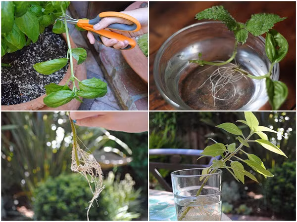 Huong dan trong rau gia vi de co cho rau tai nha