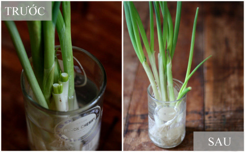 Hành và tỏi cũng là hai loại rất dễ "tái sinh" bằng cách giâm cành trong nước sạch. Chú ý, nên đặt các chậu cây này ở nơi thoáng mát.