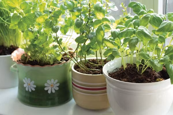 Nếu muốn trải nghiệm cảm giác theo dõi, chăm sóc từng loại cây từ khi nẩy mầm đến khi thu hoạch, bạn có thể trồng rau từ hạt giống tại nhà. Các loại rau gia vị được trồng lý tưởng nhất trong ở nơi có mái che với đất thoát nước tốt. Độ PH của đất tốt nhất để các loại rau gia vị, thảo mộc phát triển là trung lập.