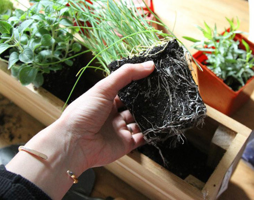 Một cách khác, bạn có thể mua cây giống tại các chợ rau (chợ Bưởi - Hoàng Hoa Thám). Mức giá cây giống dao động từ 10.000 - 15.000 đồng/khóm.