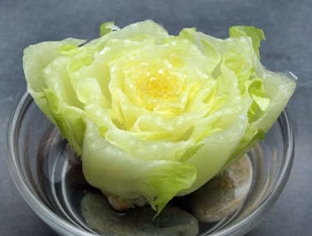 Rau diếp sau khi mua về, cắt phần lá trên để ăn và giữ lại phần gốc khoảng 5 - 6 cm. Tiếp theo, bạn lót một lớp sỏi mỏng dưới bát con, đặt gốc rau lên trên sỏi và đổ nước sạch ngập 1/2 gốc rau. Thay nước sạch hàng ngày, chẳng mấy chốc bạn sẽ có rau diếp sạch để ăn.