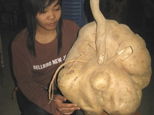 Một củ đậu nặng tới 35kg ở Phú Thọ đã thu hút hàng trăm đến chiêm ngưỡng.