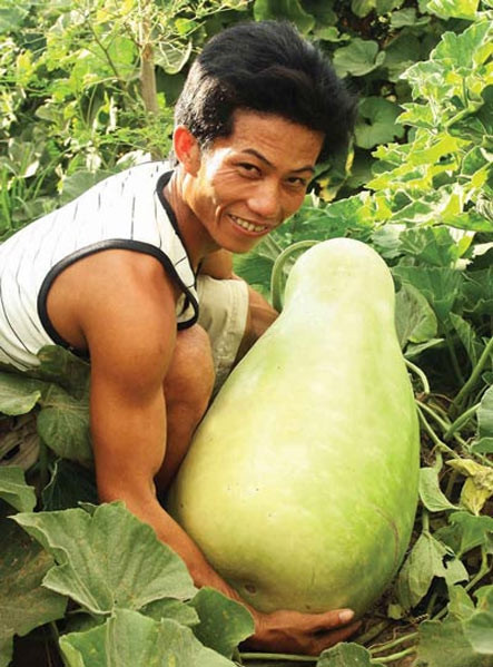 Anh Trương Thành Lê, (trú tại thôn Phước Khánh, xã Phước Thuận, huyện Ninh Phước, tỉnh Ninh Thuận) là chủ nhân của một quả bầu "khủng", đột biến to lạ ở trong vườn.