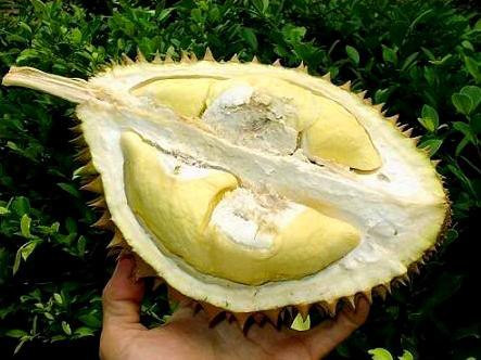 Sầu riêng ngâm, khi chín, ngửi không có mùi thơm nồng nặc, đôi khi không có mùi.